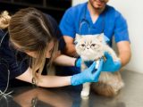 Jakie usługi weterynaryjne są dostępne dla właścicieli zwierząt domowych?