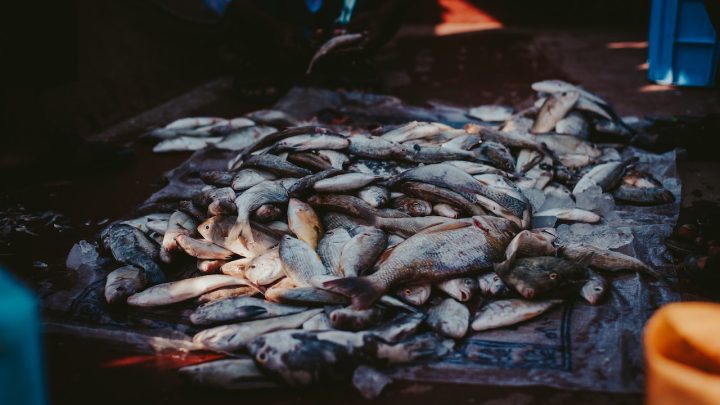 Urządzenia do przetwórstwa ryb – co warto o nich wiedzieć?